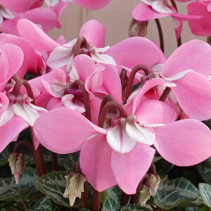 [25N11{\]VNFX[p[WbNXsN5A