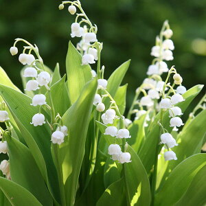 Ԃ̕c/[26N1{\]hCcXYFh[iցj13|bg