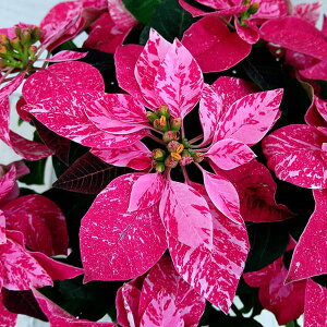 [25N11{\]vZ`AFXm[[W4A