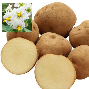 ؂̕c/[26N1{\]WKC̎킢Fjݏi_VNjiXYj10kgiL-SjTCY