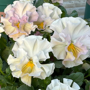 Ԃ̕c/[25N11{\]|̃pW[FXC[gs[`3-3.5|bg