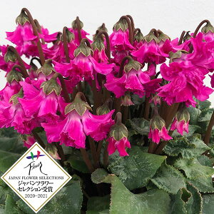 [25N11{\]VNF|̓Vĝ͂ˁ@p[vn4A