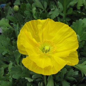 Ԃ̕c/[25N11{\]ACXh|s[FvVl CG[3.5|bg