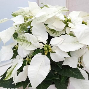 [25N11{\]vZ`AFsAzCg3.5A*