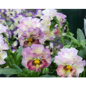 Ԃ̕c/[25N11{\]MSKK[fփtWrIFt[cJNe@s[`VF[N3|bg