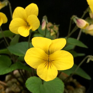 �R�쑐�̕c/[26�N1�������{�\��]�X�~���F�L�X�~���i���h�Y�j2.5���|�b�g