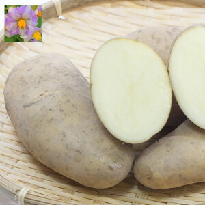 ؂̕c/[26N1{\]WKC̎킢F[NCiXYj10kgiL-SjTCY