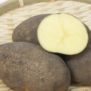 ؂̕c/[26N1{\]WKC̎킢FzbJCRKl500g