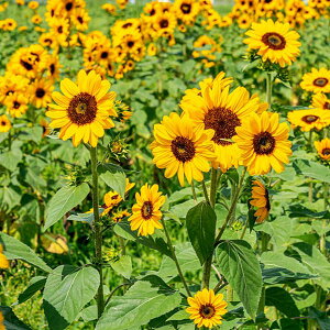 [26�N1�������{�\��]�q�}�����E�R���T�[�g�x��10�~�����b�g����[�^�l 4�`8���܂� �Ԃ��i�X�ō炭�V�^�C�v ���ԕ��Ő؂�Ԃɂ�����]