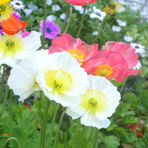 Ԃ̕c/[25N11{\]ACXh|s[FvVl zCg3.5|bg