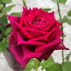 o̕c/[25N12㒆{\]nCubheB[FA[eBXgc6A