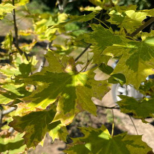 Ԗ ؂̕c/[25N11{\]mEF[JGfFoGK[^7|bg