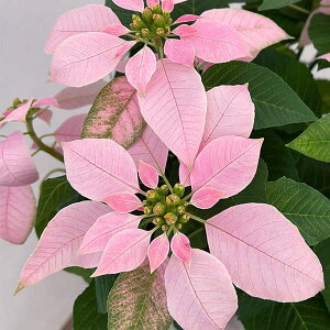 [25N11{\]|CZ`AFWh[ \tgsN4A