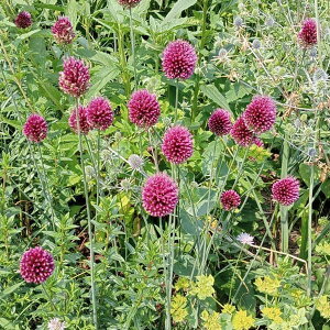 Ԃ̕c/[26N1{\]AEFXt@Zt@iOj3`4A4.5|bg