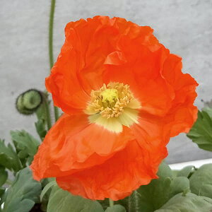 Ԃ̕c/[25N11{\]ACXh|s[FvVl IW3.5|bg