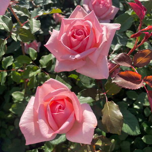 o̕c/[25N12㒆{\]nCubheB[FЂƂƂc6A