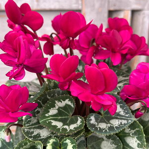 [25N11{\]VNFc@C@p[v4A