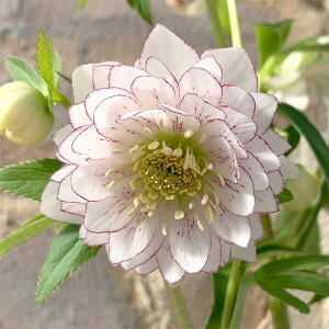 [25N11{\]NX}X[YF*f4.5|bg