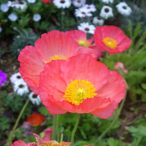 Ԃ̕c/[25N11{\]ACXh|s[FvVl [Y3.5|bg