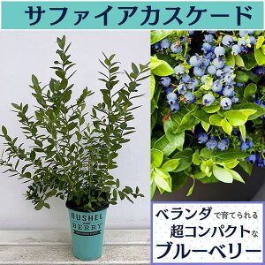 ʎ̕c/[25N11{\]u[x[FubVFAhx[iRjTt@CAJXP[h5|bg*