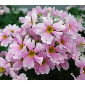 [25N12㒆{\]vEtWUNixmjFoCJ[sN5AiփsNj