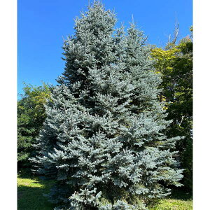 Ԗ ؂̕c/[25N11{\]sZAvQXivQXgEqjFIK7|bg