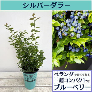 ʎ̕c/[25N11{\]u[x[FubVFAhx[iRjVo[_[5|bg*