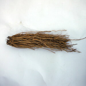 ؂̕c/[][25N12㒆{\]AXpKXFΌsinjf@芔 MTCYi劔j 12Zbg