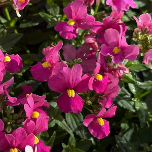 Ԃ̕c/[25N11{\]lVAFAW`F[sN3.5|bg