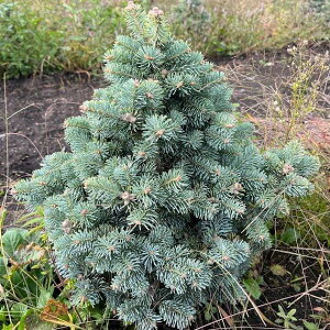 Ԗ ؂̕c/[25N11{\]AvX~FA]jJ RpN^40cm܂̓|bg