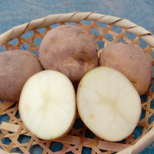 ؂̕c/[26N1{\]WKC̎킢FƂ500g