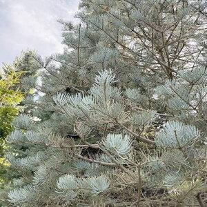 Ԗ ؂̕c/[25N11{\]Rh~FJfBJX60cm