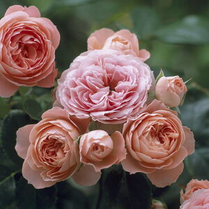 o̕c/[26N1{\]n[NlX[YFZgsA[Yc3.5O|bg