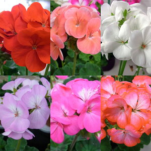 Ԃ̕c/[25N11{\][jEFim ԐF~bNX3|bg 3Zbg