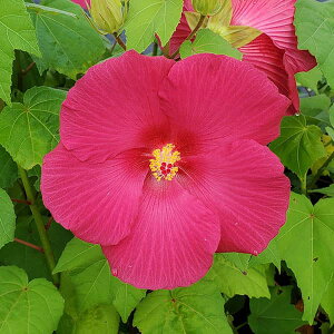 Ԗ ؂̕c/[25N11{\]jztEi{ujFԉԓ{u4|bg