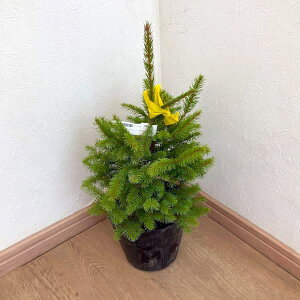 Ԗ ؂̕c/[25N11{\]Rjt@[FAJG]}cisZAEOj[j4-5|bg