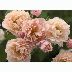 o̕c/[26N1{\]n[NlX[YFcCbM[[Yc3.5O|bg