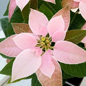 [25N11{\]vZ`AFsNzCg4A