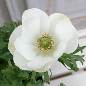 Ԃ̕c/[26N1{\]Ally-KIWAMI-zF|g zCg3.5O|bg*