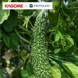 野菜の苗/[26年4月下旬予約]カゴメ ゴーヤ なつほし3号ポット