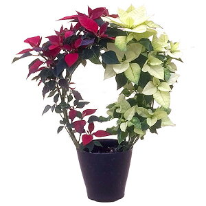 [25N11{\]|CZ`AFg[Xd4A