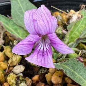 R쑐̕c/[26N1{\]X~FmWX~2.5|bg