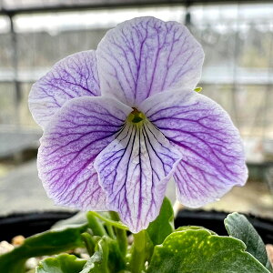 R쑐̕c/[26N1{\]X~FELERX~CɁiJCwLj2.5|bg