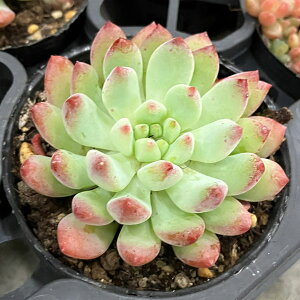 ϗtA/[25N11{\]ZfxAFu[Gt 2|bg