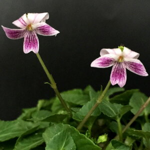 R쑐̕c/[26N1{\]X~FpjCX~2.5|bg