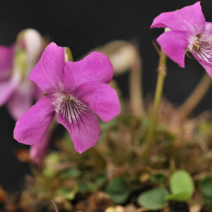 R쑐̕c/[26N1{\]X~FAiAE[A2.5|bg