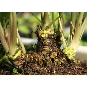 ؂̕c/[][25N12㒆{\]TrFZ3|bg* 24Zbg