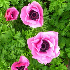 Ԃ̕c/[26N1{\]Ally-KIWAMI-zF|g I[Lbh3.5O|bg*