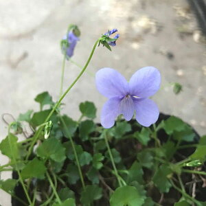 R쑐̕c/[26N1{\]X~FoNVB xCr[u[2.5|bg