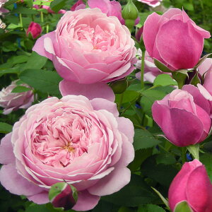 o̕c/[26N1{\]fo[[YFVeE[E~Tgc6pA